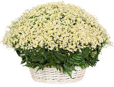 Цветочная композиция из Ромашки в корзине #REPLACE_PRED# Песчанке